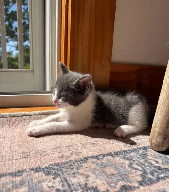 A young medium-sized female Gray / Blue / Silver Domestic Short Hair cat named Agatha for adoption in North Babylon, NY