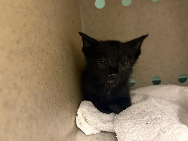 A baby small-sized male Domestic Short Hair cat named Shoe for adoption in Tustin, CA