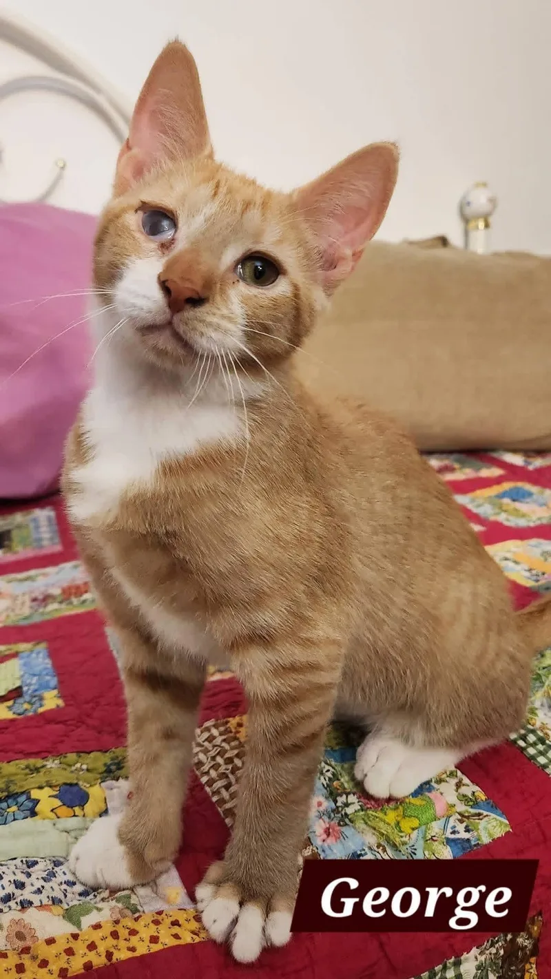 A baby medium-sized male Orange & White Domestic Short Hair cat named Fred & George for adoption in Schnecksville, PA