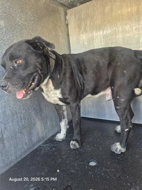 An adult medium-sized male American Staffordshire Terrier dog named Gregg for adoption in San Antonio, TX