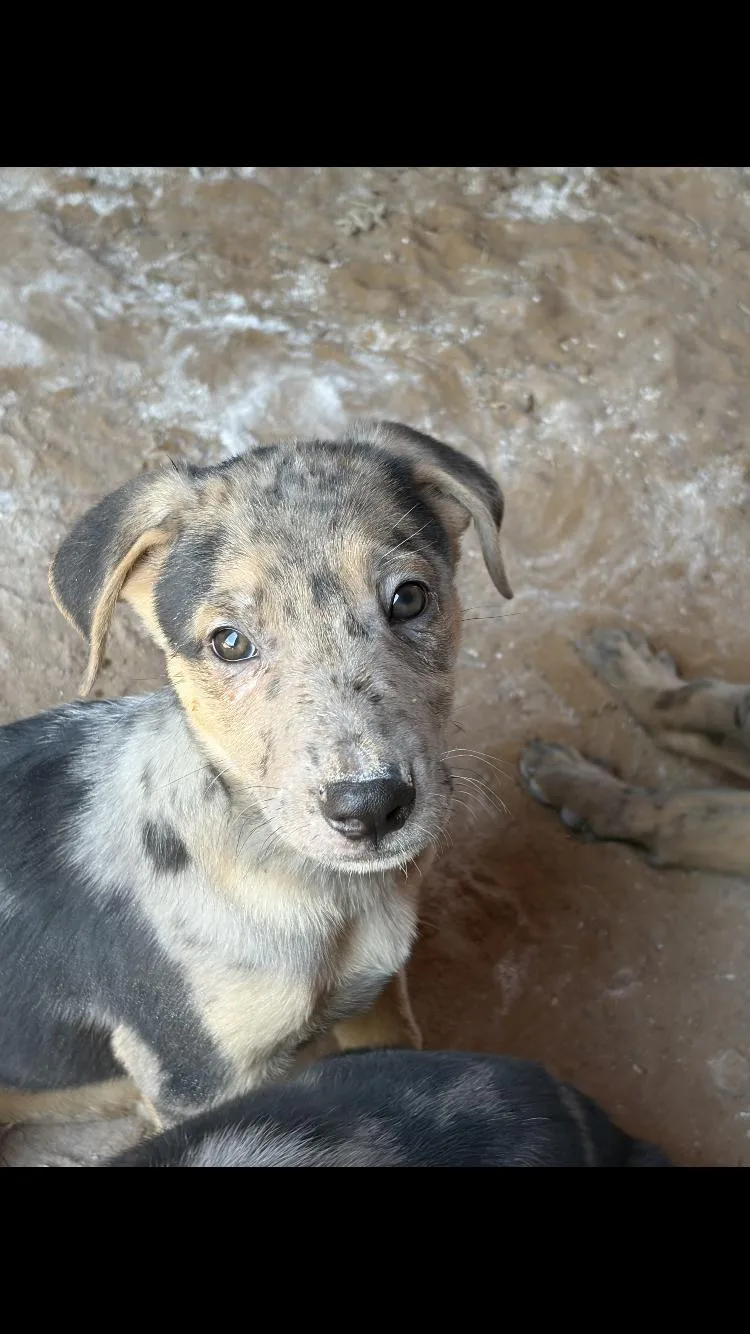 A baby medium-sized male Merle (Blue) Catahoula Leopard Dog dog named Orion for adoption in Paradise, TX