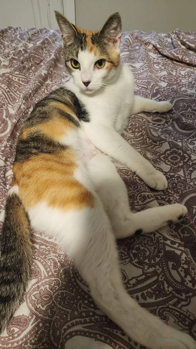 An adult medium-sized female Domestic Short Hair cat named Zelda Year for adoption in Sterling, MA