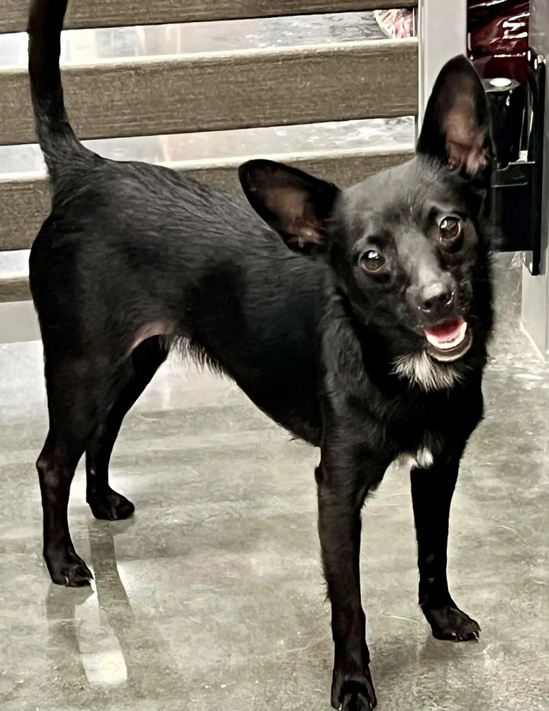 Midnight thumbnail 4