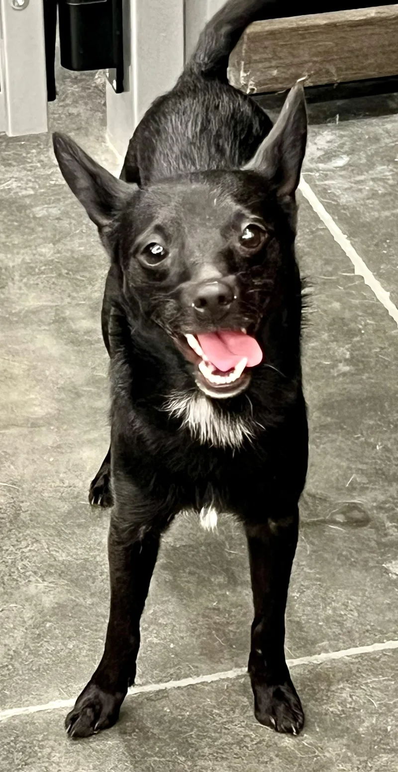 Midnight thumbnail 5