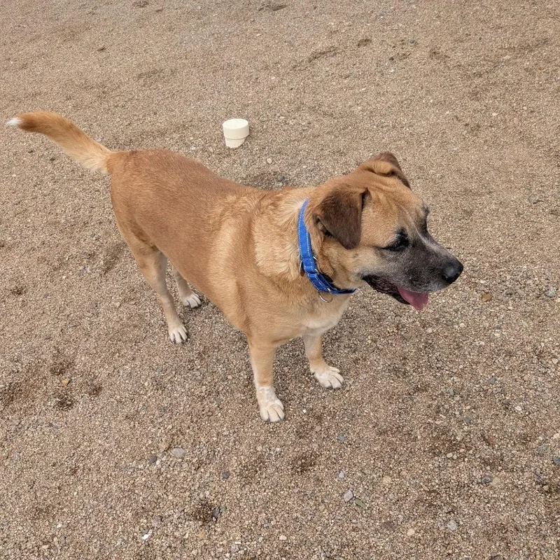 An adult medium-sized male Yellow / Tan / Blond / Fawn Mixed Breed dog named Tubbs for adoption in Prescott, AZ