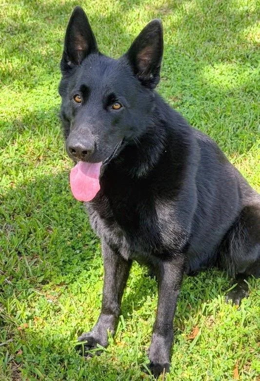 A young large-sized male Black German Shepherd Dog dog named Opto for adoption in Williston, FL