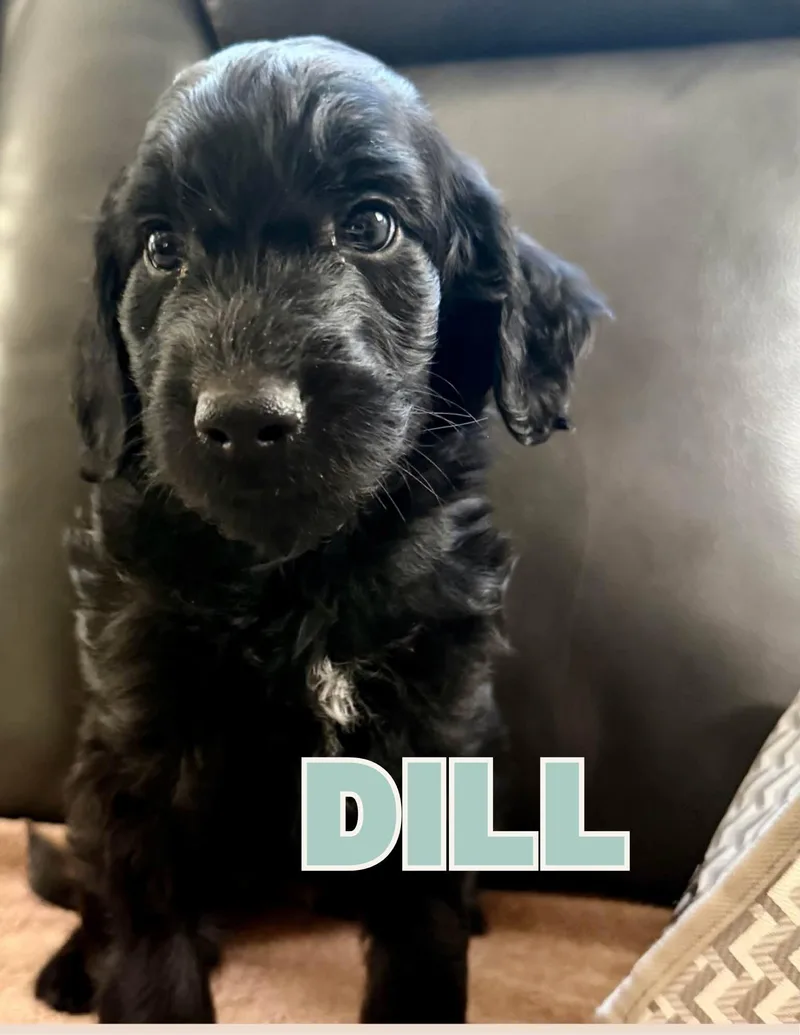 Dill