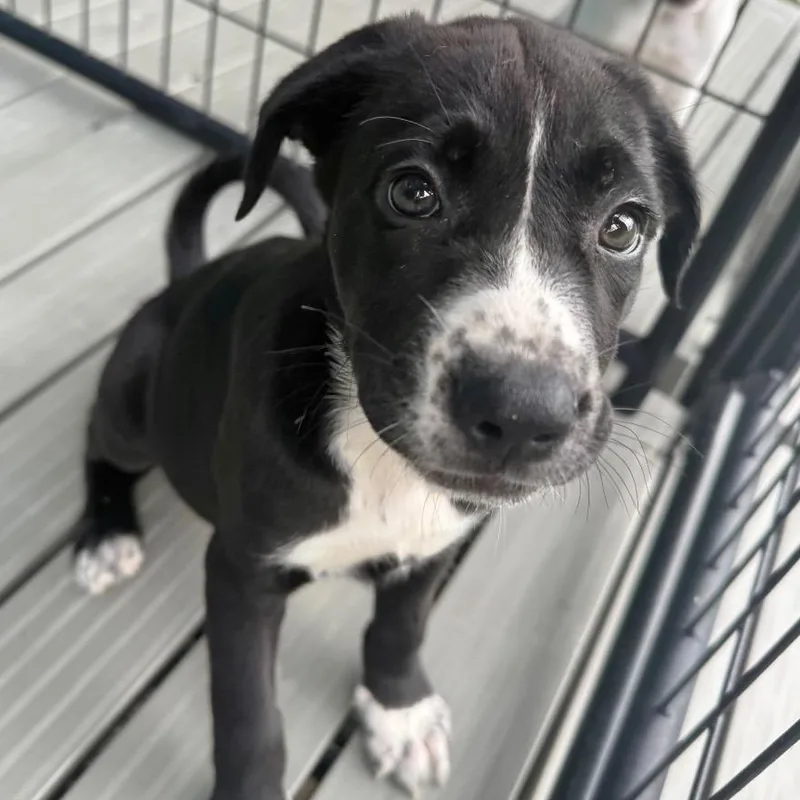 A baby medium-sized female Black Mixed Breed dog named Florence for adoption in Bradenton, FL