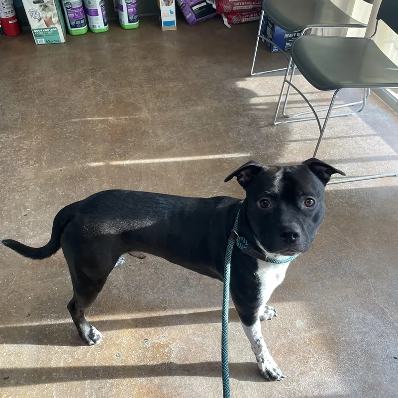An adult medium-sized male Pit Bull Terrier dog named Milly for adoption in Gladstone, MO
