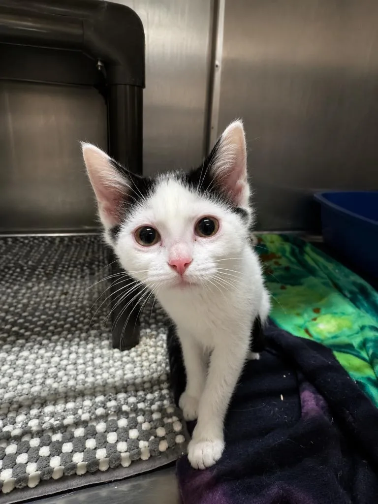 A baby medium-sized female Domestic Medium Hair cat named Whatchamacallit for adoption in Fort Lupton, CO