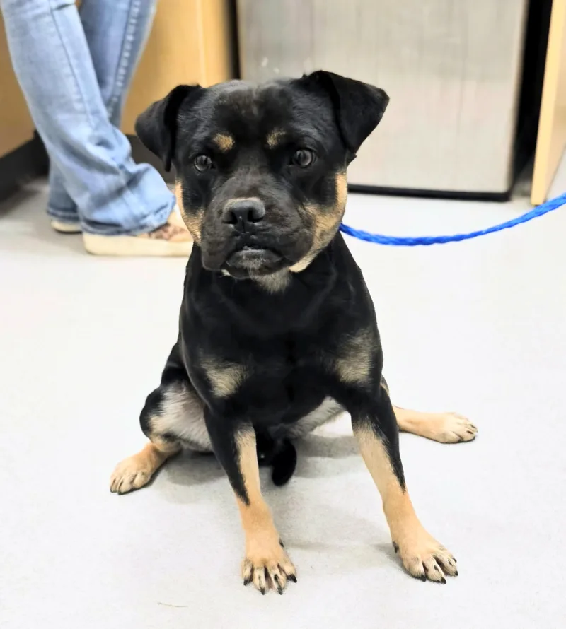 An adult medium-sized male Black Puggle dog named 26-467 for adoption in Amityville, NY
