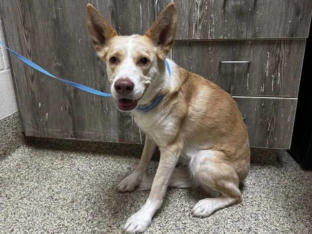 An adult medium-sized female Siberian Husky dog named Froyo for adoption in Colorado Springs, CO