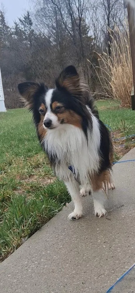 A young small-sized male Tricolor (Brown, Black, & White) Australian Shepherd dog named Odie for adoption in Ringwood, IL