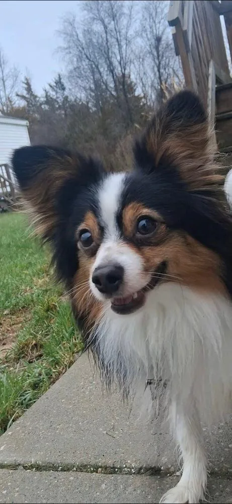 Odie thumbnail 2
