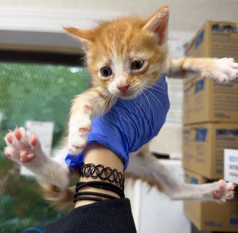 A baby medium-sized female Domestic Short Hair cat named Gretchen Wieners for adoption in Pomona, NY