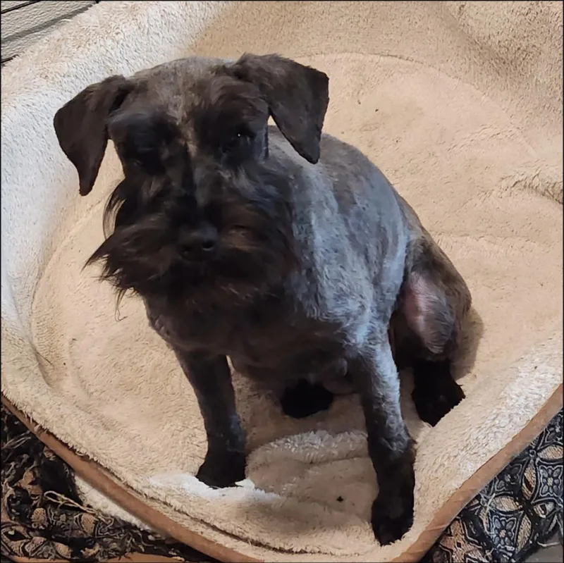 A young small-sized female Schnauzer dog named Deana for adoption in Thompson Falls, MT
