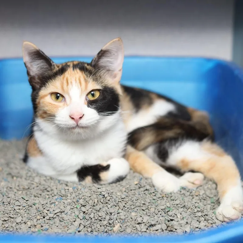 A baby small-sized female Calico Domestic Short Hair cat named Katsu for adoption in Evansville, IN