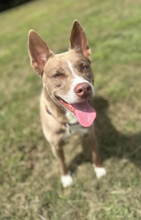 An adult large-sized female Siberian Husky dog named Snowbell for adoption in Virginia Beach, VA