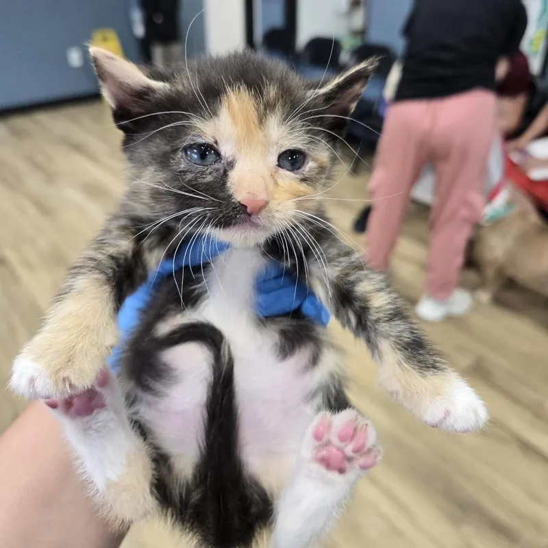 A baby small-sized female Calico Domestic Short Hair cat named Tres for adoption in Newark, NJ