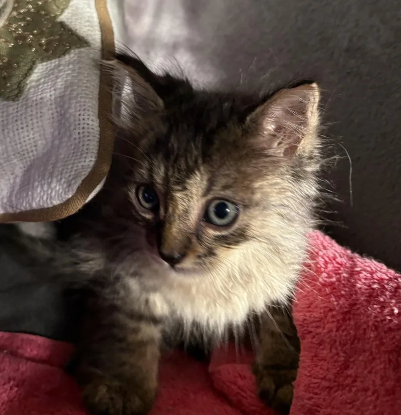 A baby small-sized male Domestic Medium Hair cat named Muffin for adoption in Saint Augustine, FL