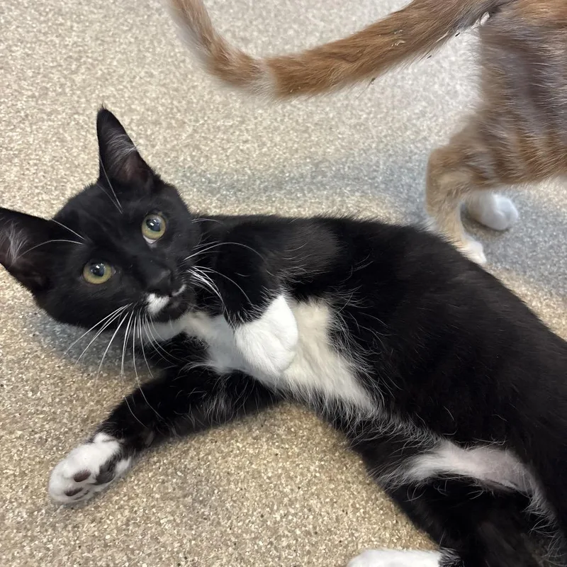 A baby small-sized male Black Domestic Short Hair cat named Snape for adoption in Bristol, IN