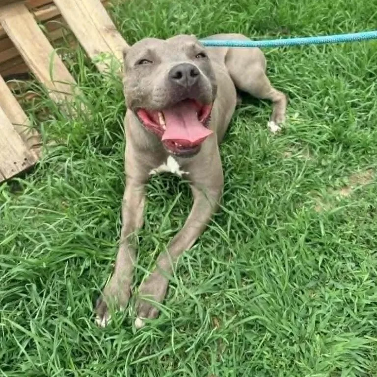 A young large-sized male Pit Bull Terrier dog named Swiper for adoption in Madrid, IA
