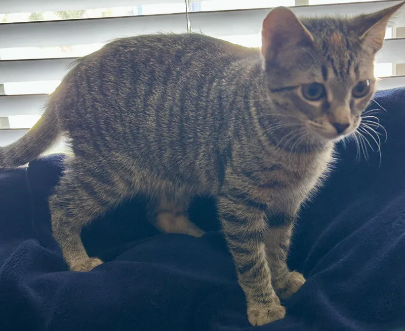 A young small-sized female Tabby (Gray / Blue / Silver) Domestic Short Hair cat named Pearl for adoption in Fayetteville, NC