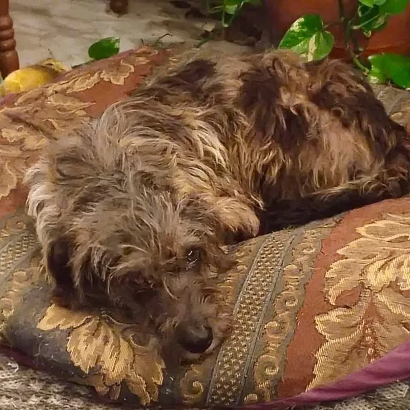 Hobknob Pc thumbnail 4