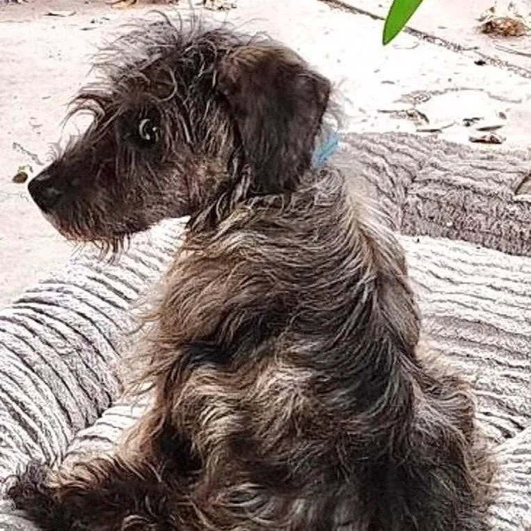 Hobknob Pc thumbnail 6