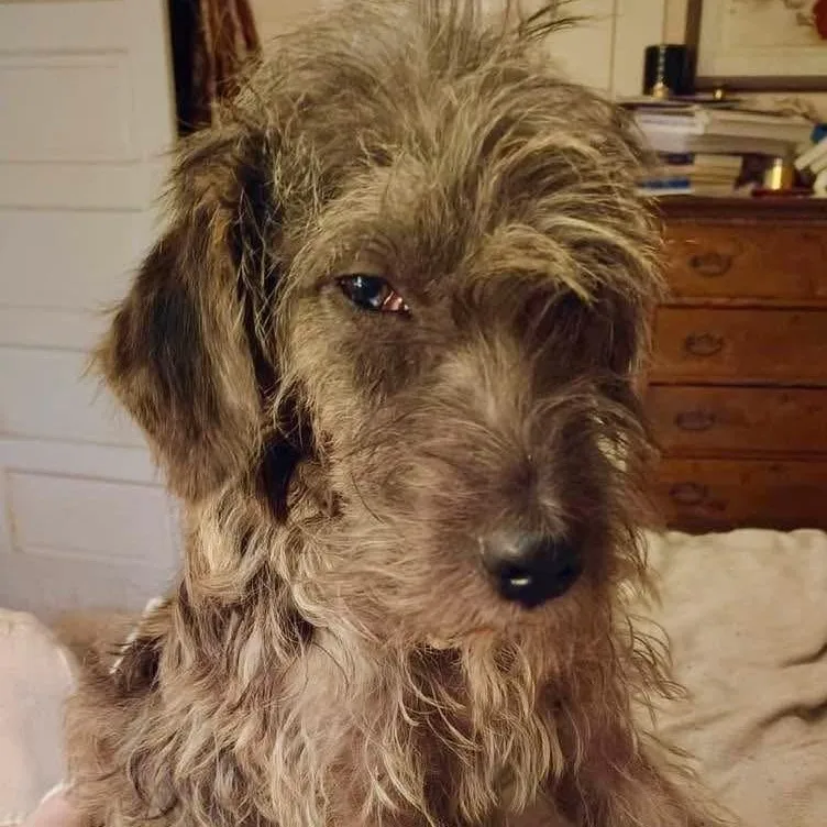 A young medium-sized male Brindle Terrier dog named Hobknob Pc for adoption in Goliad, TX