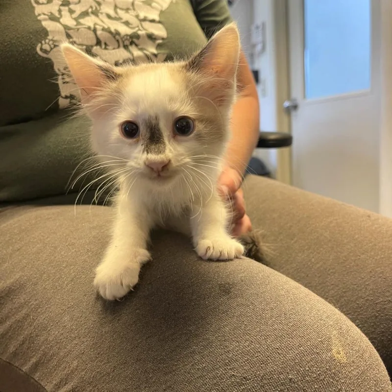 A baby small-sized male White Domestic Medium Hair cat named Hopper for adoption in Albert Lea, MN