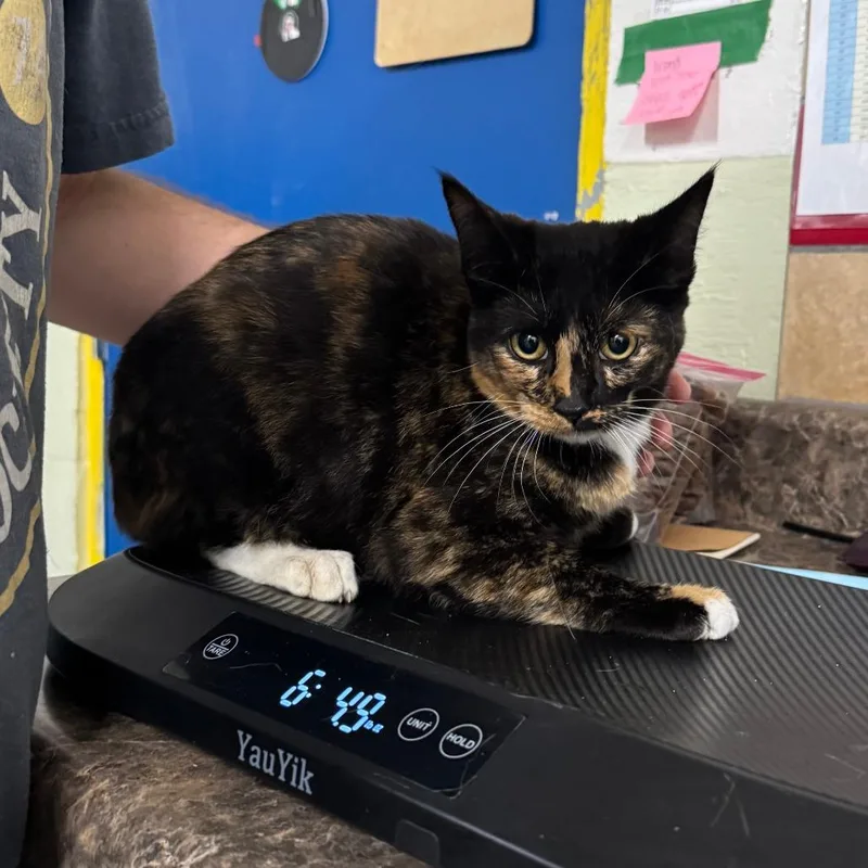 A young medium-sized female Tortoiseshell Domestic Short Hair cat named Loretta for adoption in Eureka Springs, AR