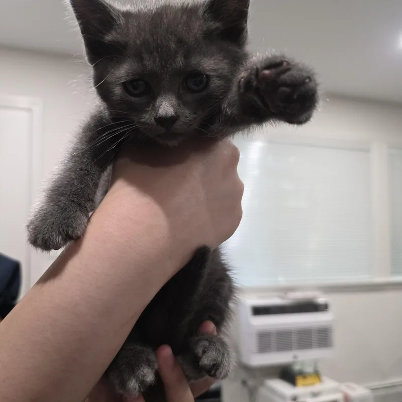 A baby medium-sized male Gray / Blue / Silver Domestic Short Hair cat named Atlantis for adoption in Moriches, NY