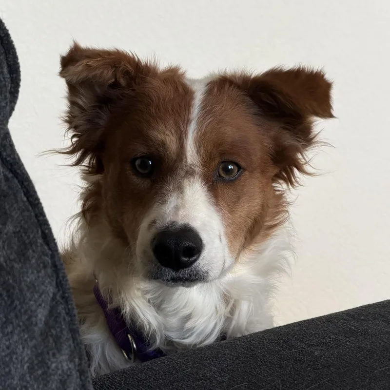 A young medium-sized female Red / Chestnut / Orange Border Collie dog named Latte for adoption in Loveland, CO