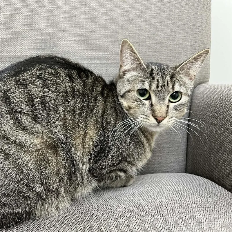 Banana Boat thumbnail 2