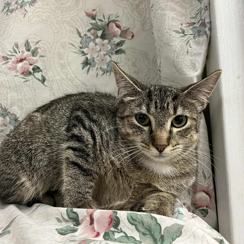 Banana Boat thumbnail 4