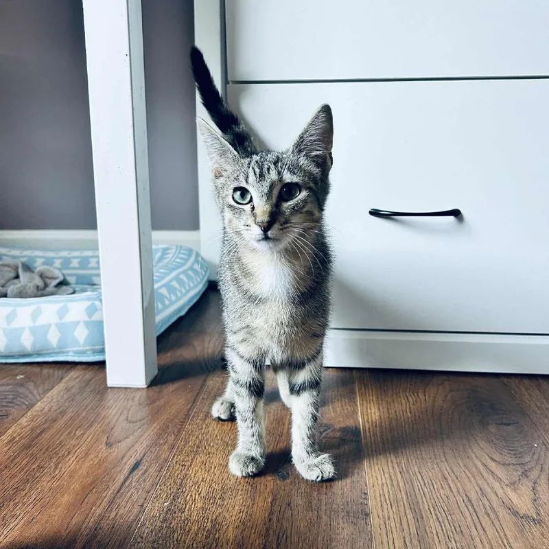 Banana Boat thumbnail 5