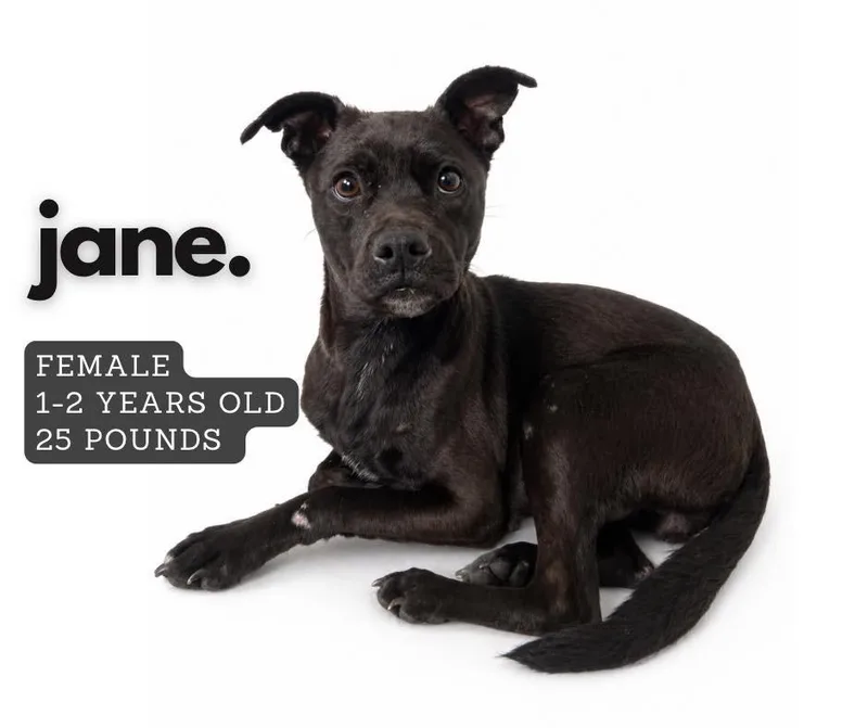 Jane
