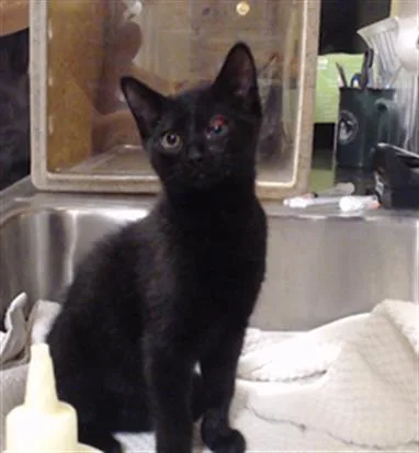 A baby small-sized female Domestic Short Hair cat named Rayne for adoption in Denver, CO