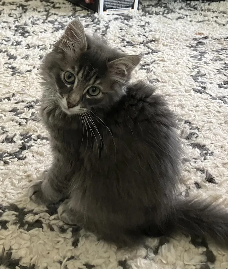 A baby small-sized male Gray / Blue / Silver Domestic Short Hair cat named Storm Nv for adoption in Greenville, SC