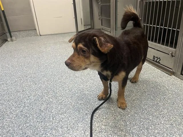 A young medium-sized male German Shepherd Dog dog named Rockruff for adoption in Garland, TX