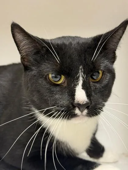 An adult large-sized male Domestic Short Hair cat named Pip for adoption in West Chester, PA