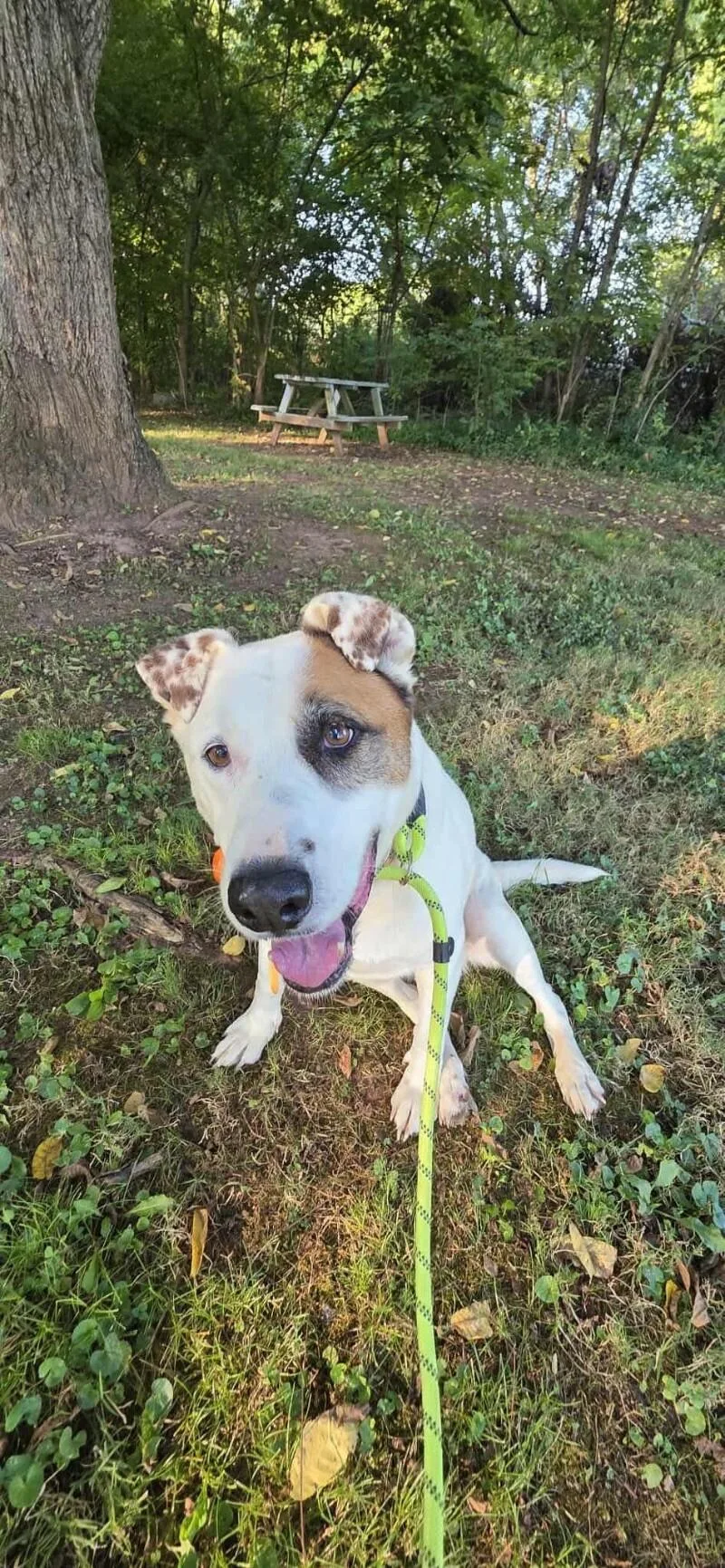 Lindaguardian thumbnail 3