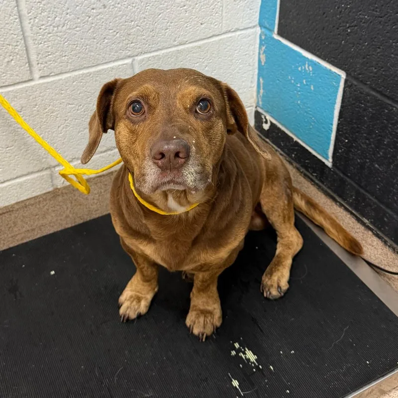 An adult medium-sized male Brown / Chocolate Basset Hound dog named Bob for adoption in Ardmore, OK