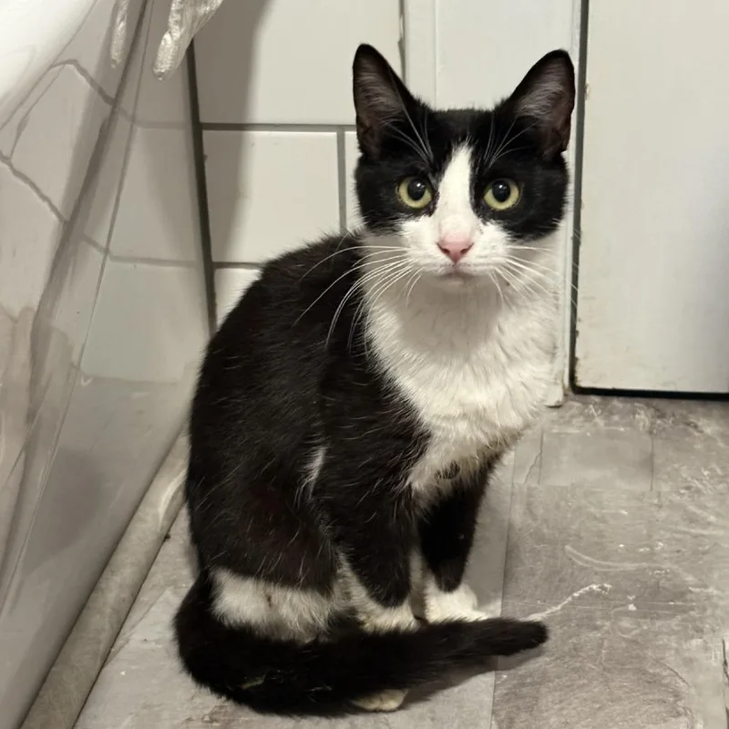 A young small-sized female Black Domestic Short Hair cat named Eleanor for adoption in Johnstown, PA