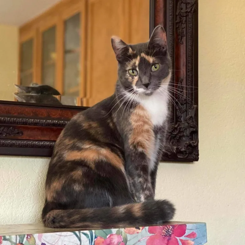 An adult medium-sized female Dilute Calico Dilute Calico cat named Firefly for adoption in Morgan Hill, CA