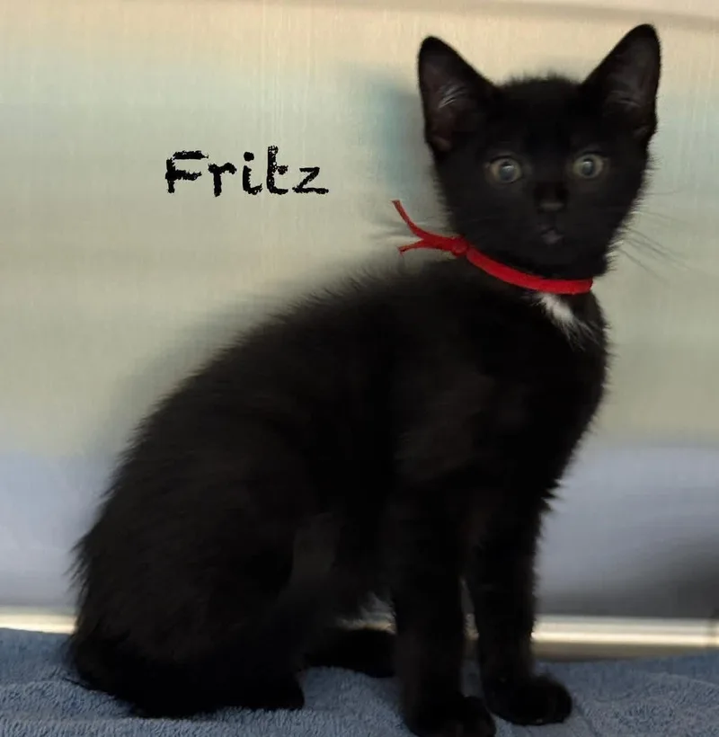 A baby medium-sized male Black Domestic Short Hair cat named Fritz for adoption in Pawleys Island, SC