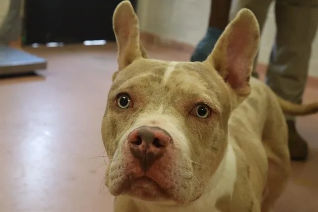 A young large-sized male Mixed Breed dog named Otter for adoption in Columbia, SC