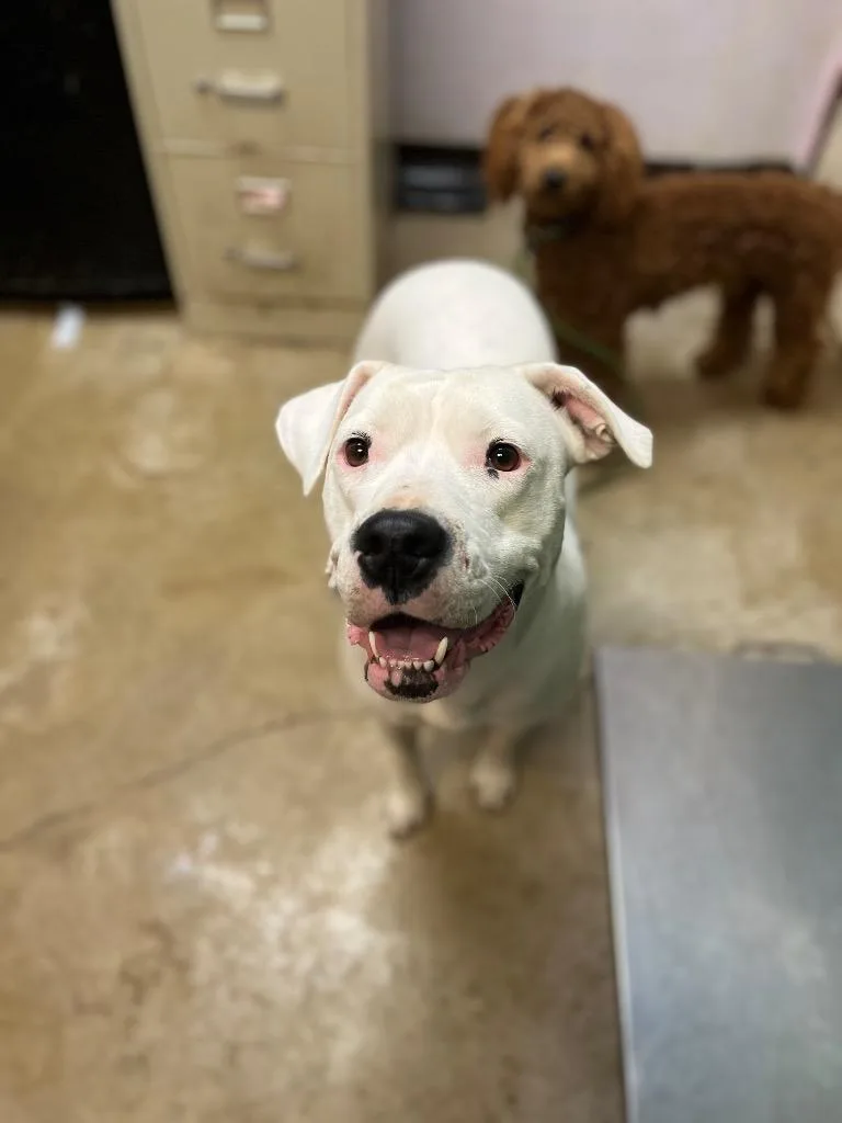 A young large-sized female American Staffordshire Terrier dog named Ari for adoption in New Braunfels, TX