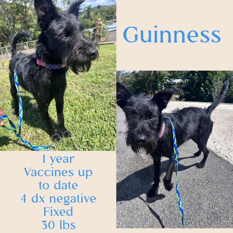 Guinness thumbnail 3